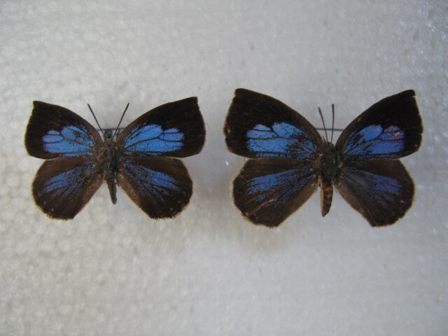 国内産蝶標本 ルーミスシジミ 千葉県産 鴨川市 採集品 ６頭の画像2
