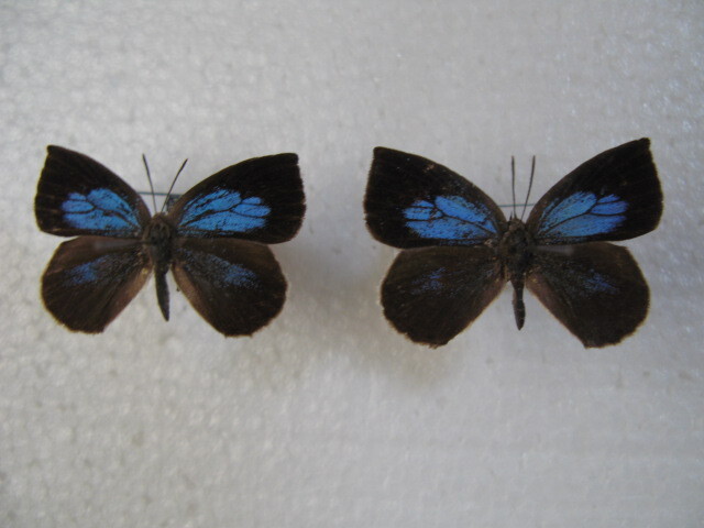 国内産蝶標本 ルーミスシジミ 千葉県産 鴨川市 採集品 ６頭の画像4