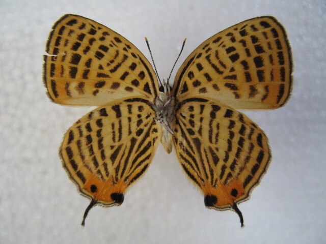国内産蝶標本 ウラナミアカシジミ 岡山県産 新見市 ♂、♀ 採集品 の画像2