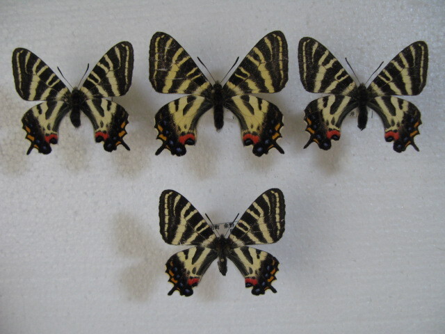 внутренний производство бабочка образец gi безграничный .uB Okayama префектура производство прекрасный произведение город коллекция товар мужской 3, женский 