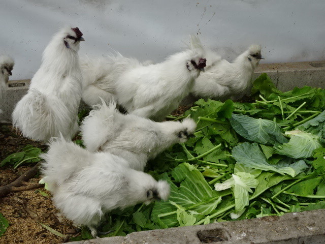 烏骨鶏の卵 １０個 食用 有精卵 の画像1