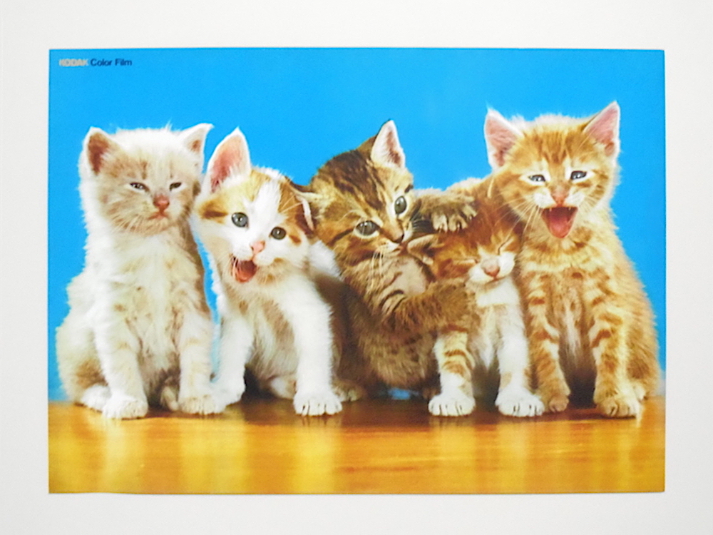 ■複数出品■ 70's Vintage 非売品 未使用 kodak 猫 ポスター コダック フィルム 当時物 70年代 デッドストック 子猫 ねこ ネコ 昭和レトロの画像1