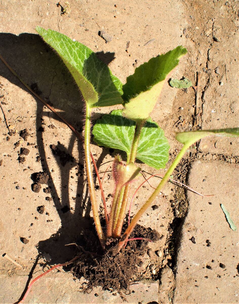  ユキノシタ　 (3株) 　　　　　　　　　　里山Garten_参考　1株のサンプルです。これを3株です。