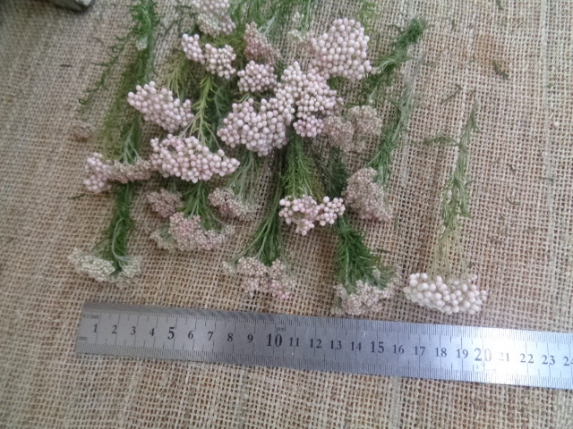 **...** rice flower #P*L*P20ps.@429# dry flower 