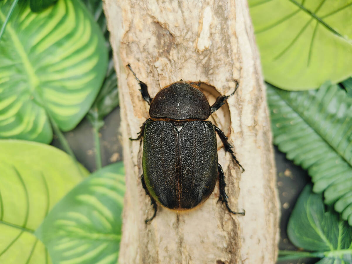 【たぬかぶ】ヘラクレスオオカブト DHヘラクレス 成虫 ペア オス♂125㎜ メス♀61㎜の画像7