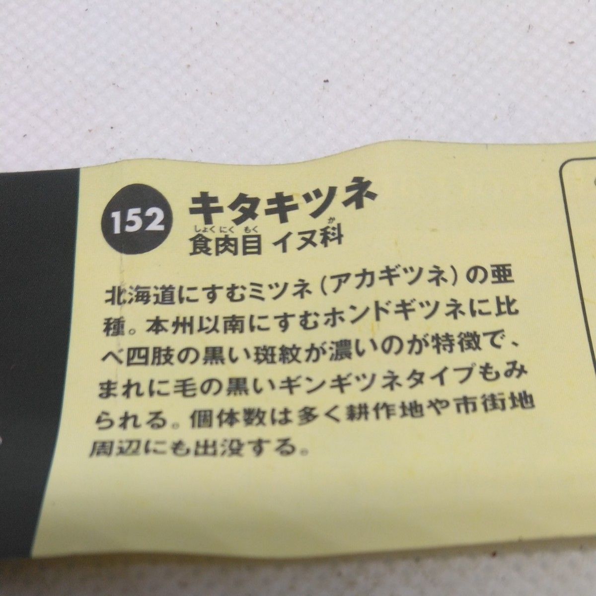 チョコエッグ日本の動物６　　　　　　キタキツネ