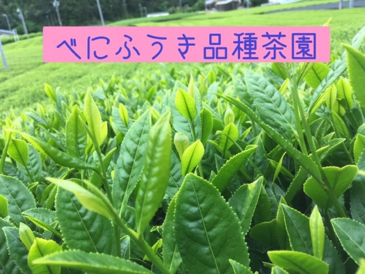 川根茶べにふうき緑茶粉末 70g×2個セット