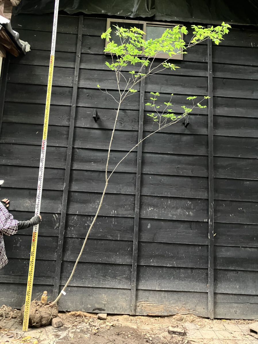 254 mountain taking fraxinus lanuginosa 