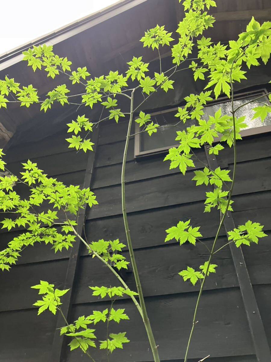  mountain taking yamamomiji fraxinus lanuginosa mixing stock 