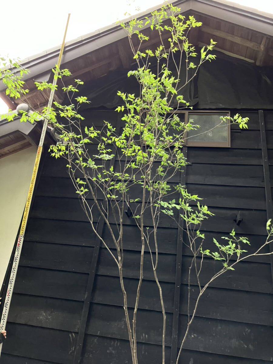 903 mountain taking fraxinus lanuginosa 