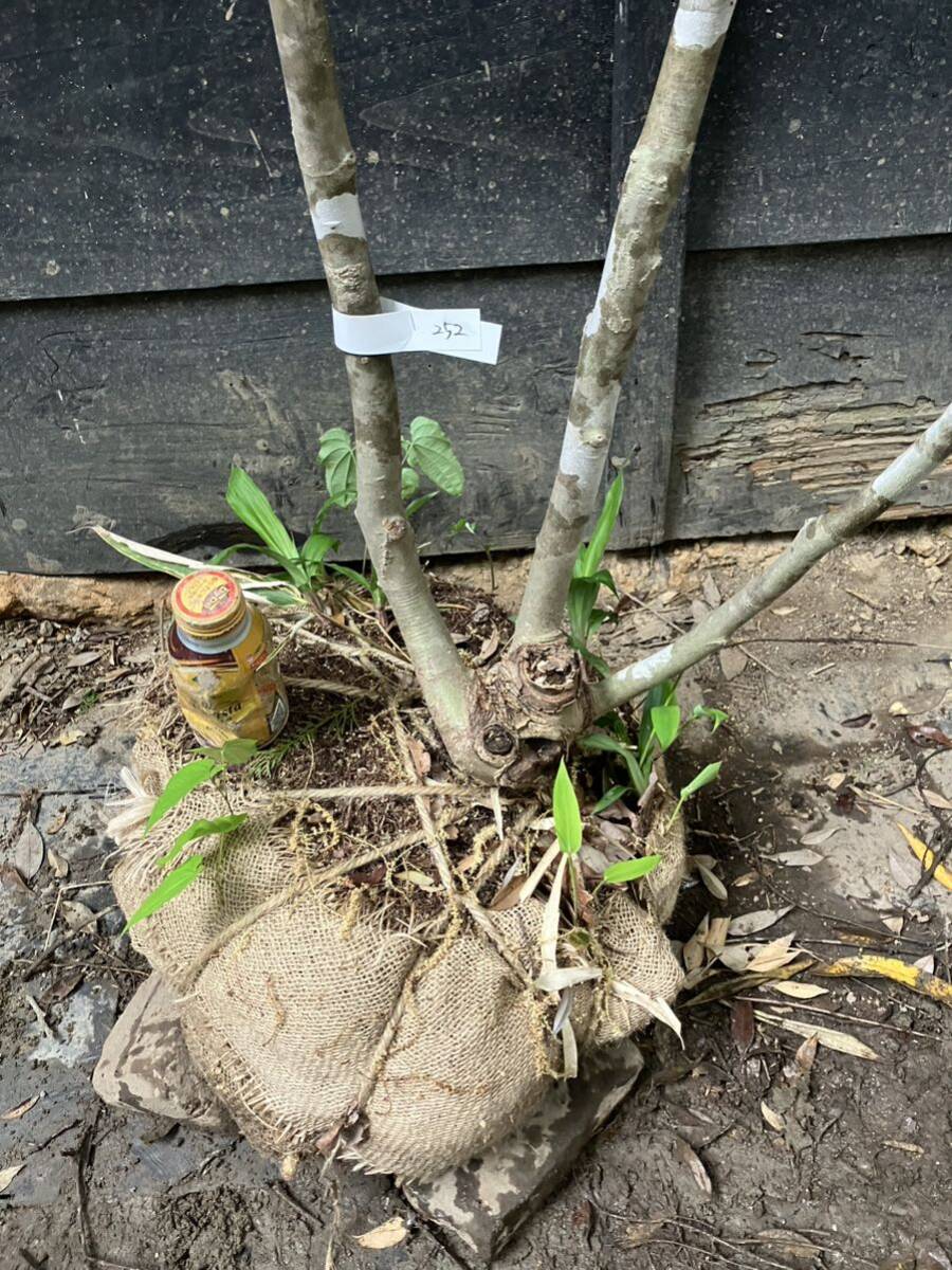 252 mountain taking fraxinus lanuginosa 