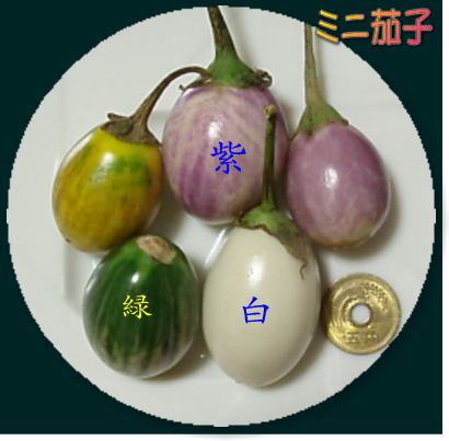 ★野菜種子★ミニ小天使 白 丸綠 紫小茄子各。20粒_画像1