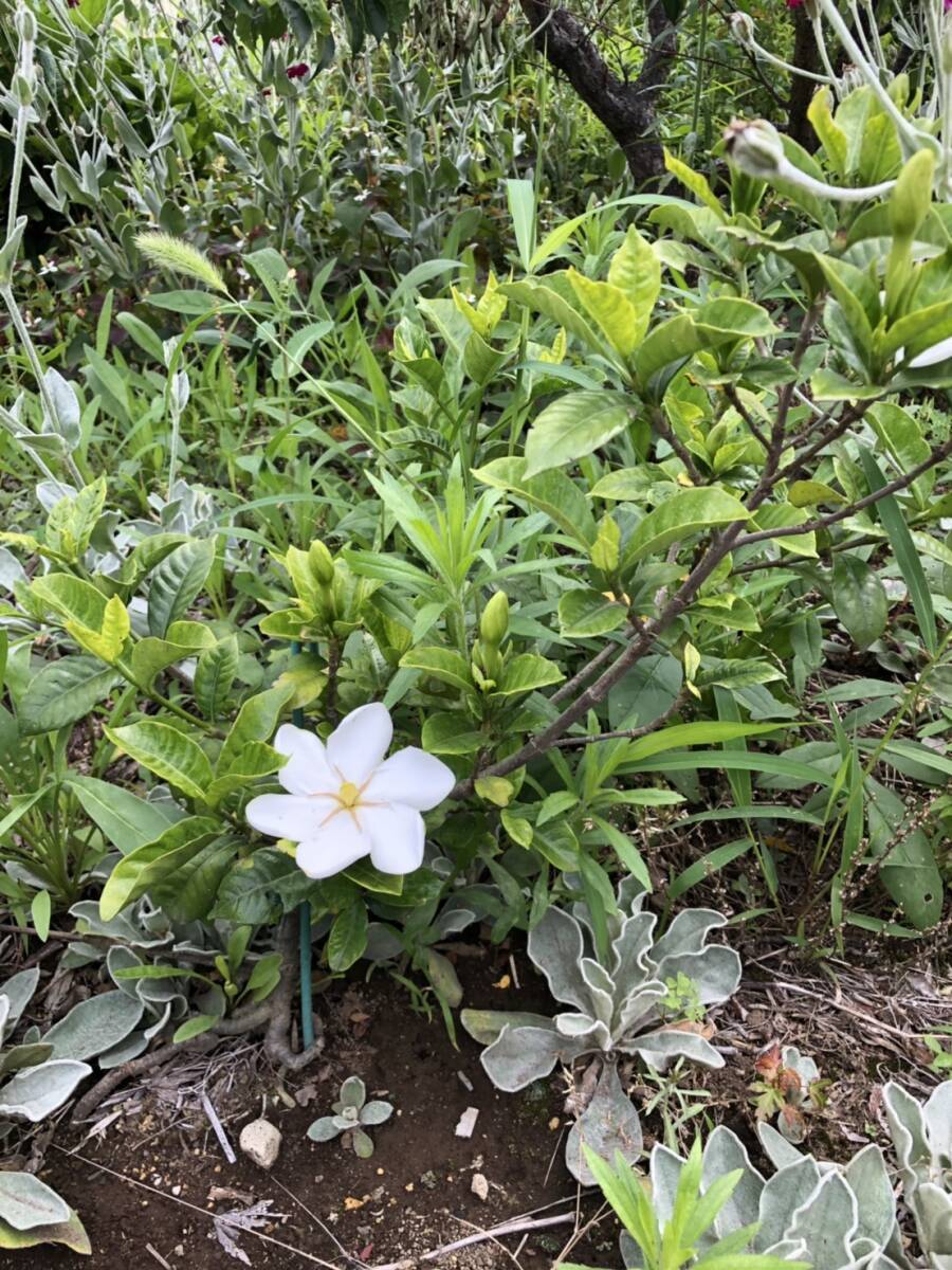 ★ くちなし クチナシ花 抜き 1苗_画像2