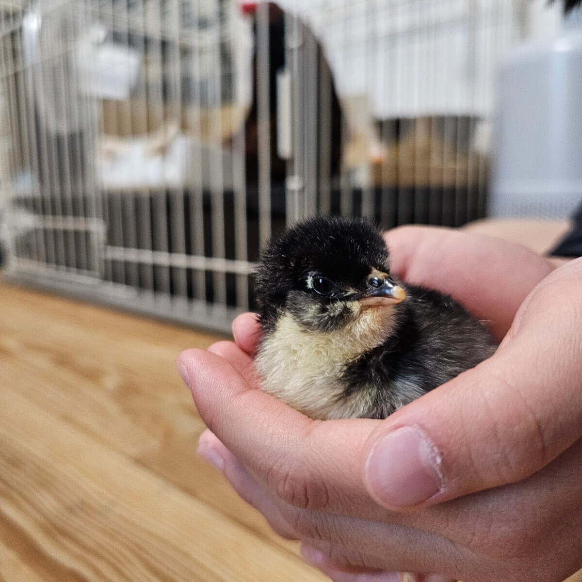 アローカナ のたまご 6個入り セット 有精卵 食用 平飼い 鶏 卵 ニワトリ 即決 の画像4