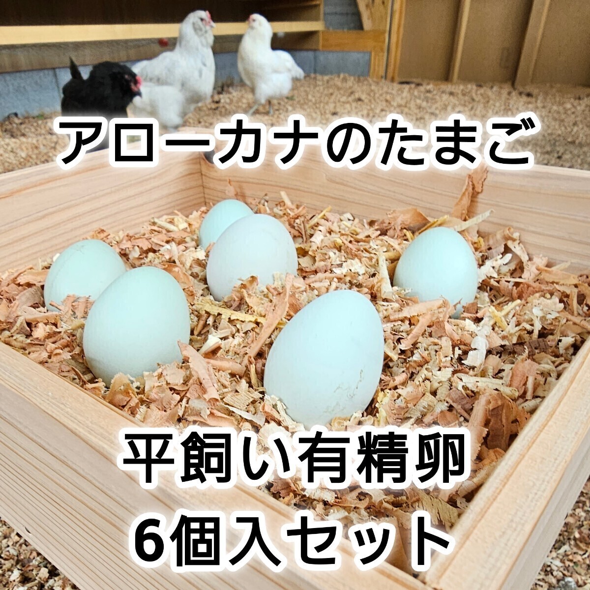 アローカナ のたまご 6個入り セット 有精卵 食用 平飼い 鶏 卵 ニワトリ 即決 の画像1