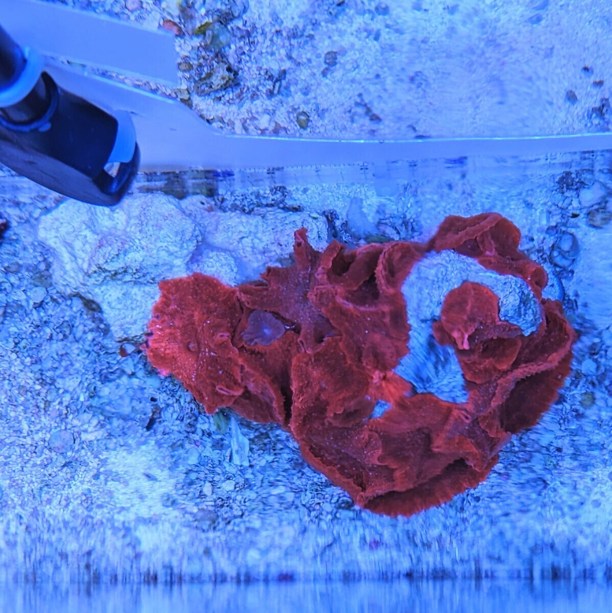 ディスクコーラル スーパーレッド 活着 アクアリウム コーラル サンゴ 配送事故保証付き 匿名配送 A/4.1 コーラルレンズを使い撮影の画像5
