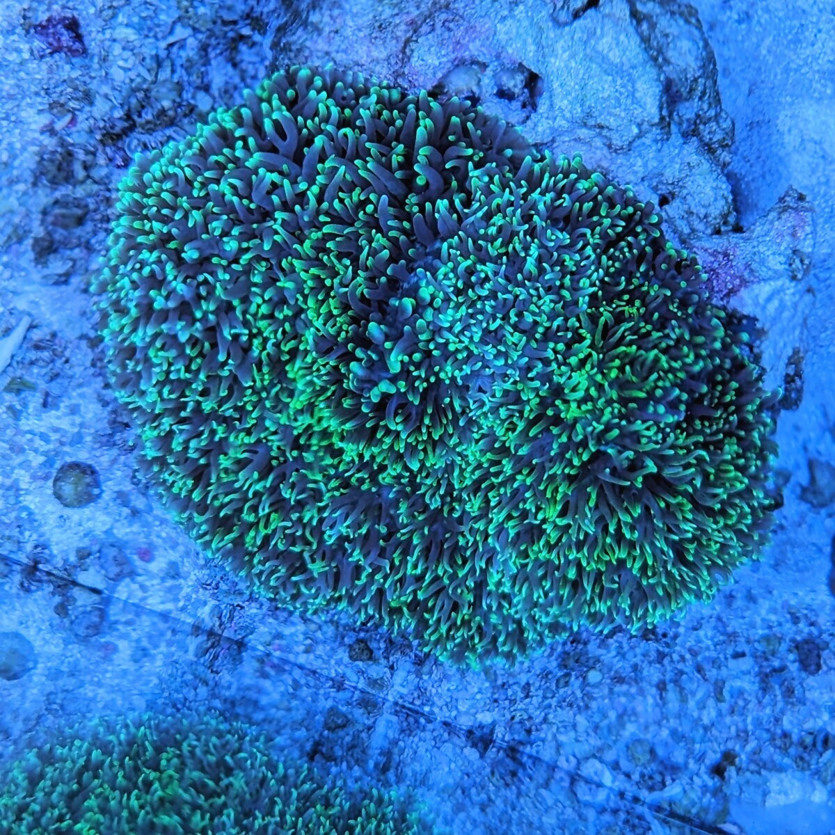 ヘアリーディスクコーラルsp.先メタグリーン アクアリウム コーラル サンゴ 配送事故保証付き 匿名配送 4/15FD コーラルレンズを使い撮影の画像7