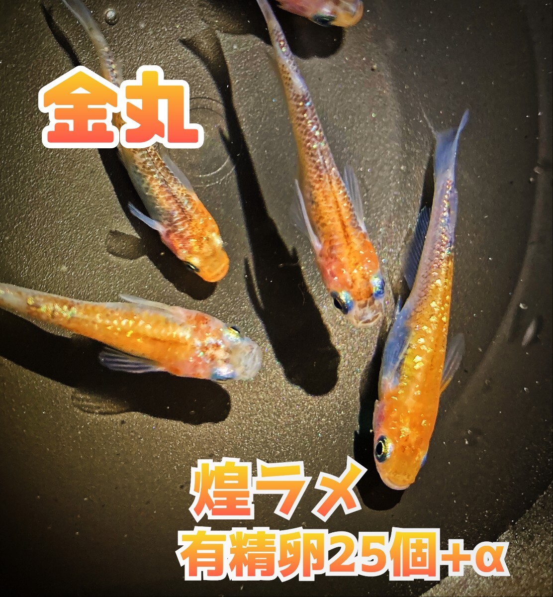 【金丸】煌ラメ メダカ上物 有精卵 25個+αの画像1