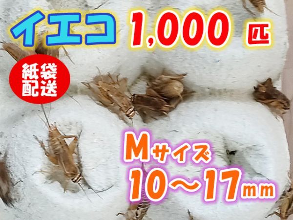 ヨーロッパイエコオロギ イエコ Mサイズ 10mm～15mm 紙袋配送 1000匹 生餌 死着保証10% 爬虫類 両生類 トカゲ カエル [3705:gopwx2]_画像1