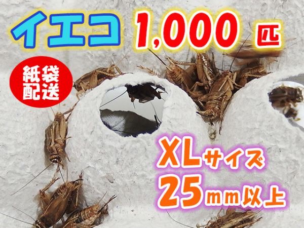 ヨーロッパイエコオロギ イエコ 成虫 XL サイズ 20mm以上 紙袋配送 1000匹 生餌 死着保証10% 爬虫類 両生類 トカゲ カエル [3717:gopwx]_画像1