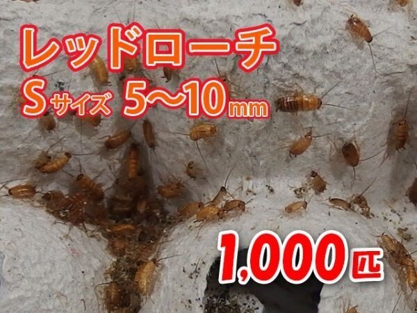 レッドローチ S サイズ 5～10mm 1000匹 紙袋配送 生餌 爬虫類 両生類 肉食熱帯魚 生体 アクアリウム エサ 活餌 [3072:gopwx]_画像1