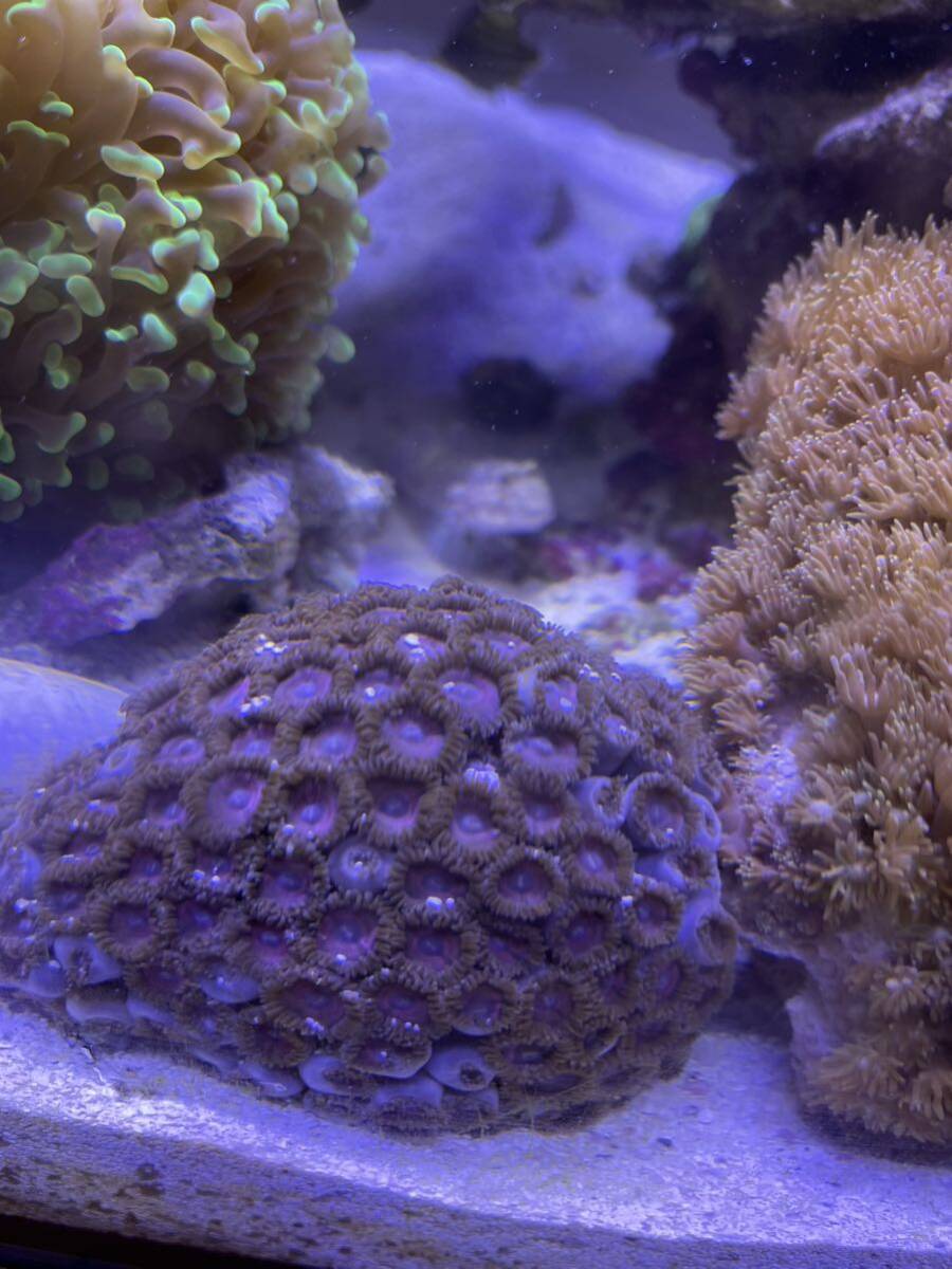 【サンゴ】マメスナギンチャク 5センチ カラー：ピンクの画像3