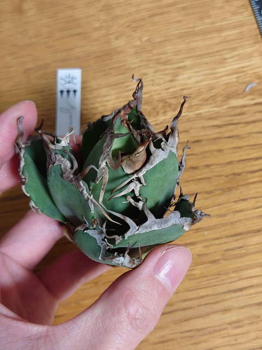極上【アガベ チタノタ dennis020】 agave titanota LBPの画像3