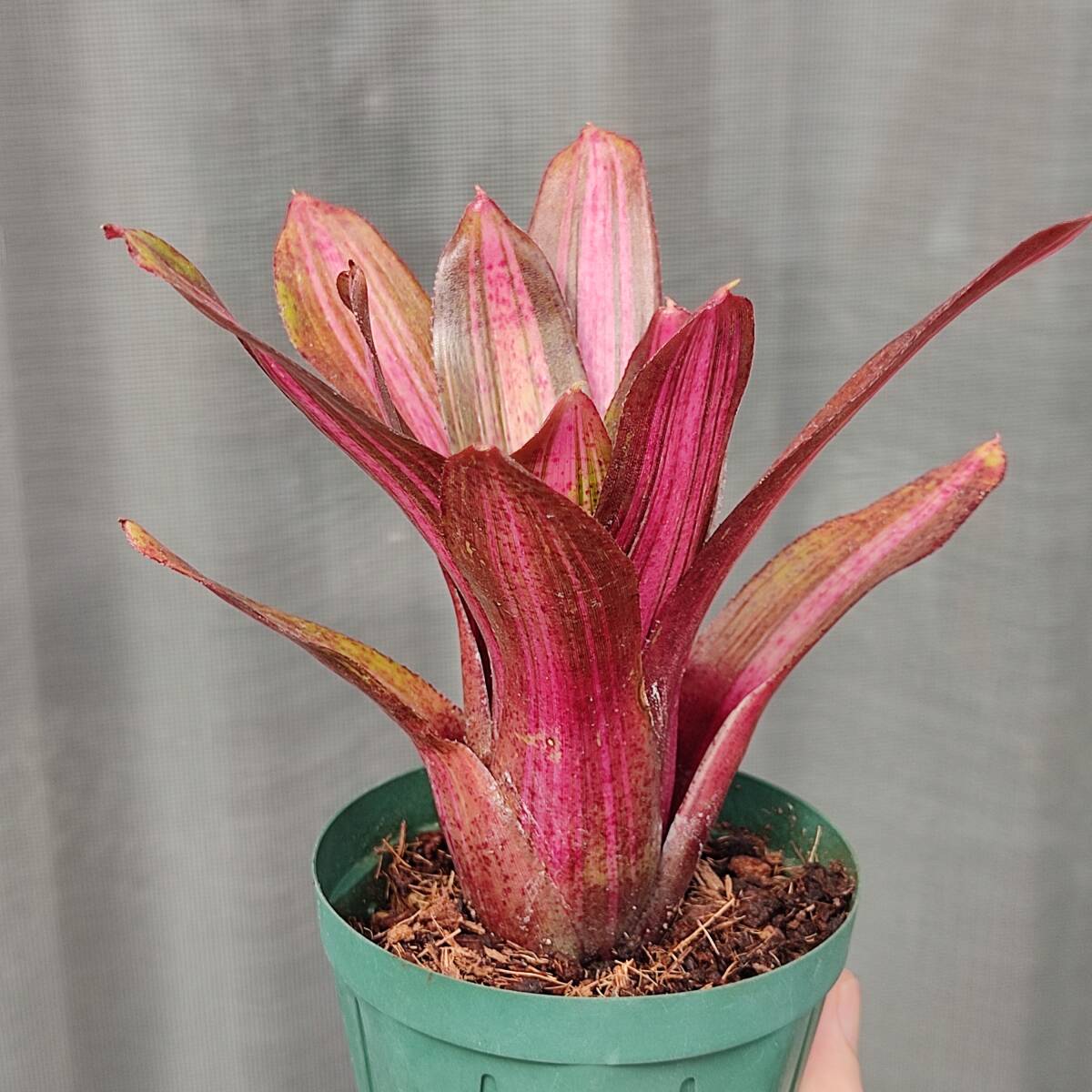  Neo rege rear sko-pio(neoregelia scorpio)