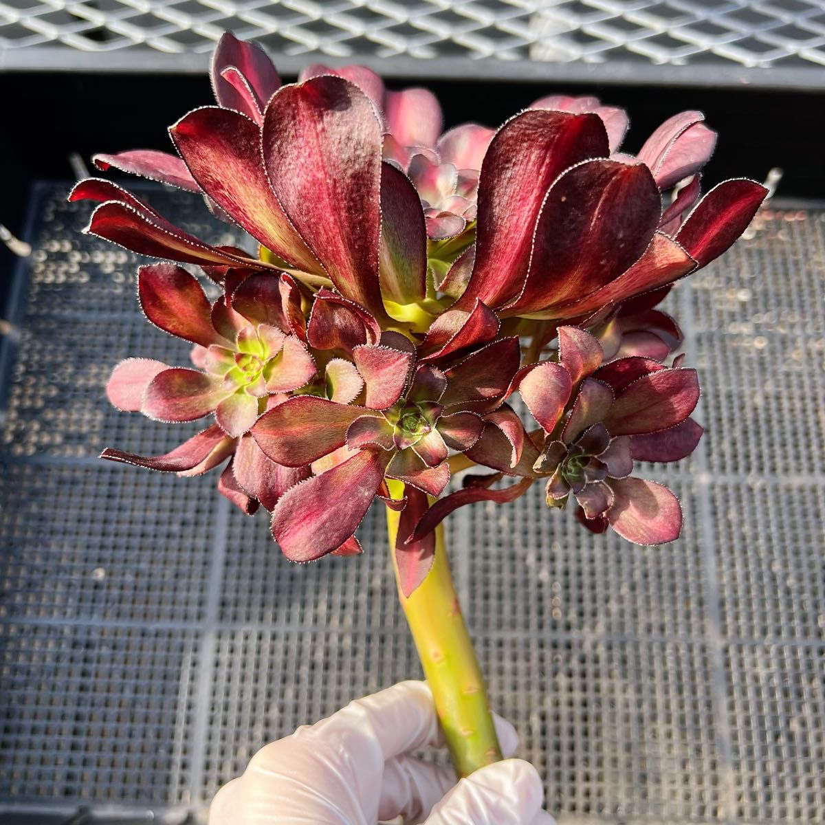 アエオニウム 超美苗　新入荷　レア新品種　サンセットグロー(自然群生) 法師錦　 観葉植物