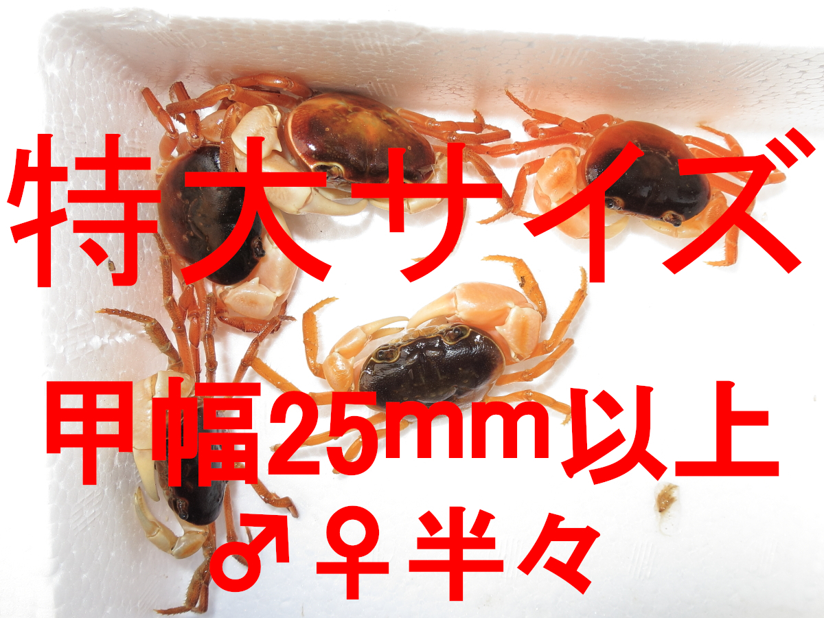 宮崎県産 天然沢蟹(サワガニ) 10匹(+保険2匹 計12匹) 特大サイズ(甲羅の横幅25mm以上) ♂♀半々_画像1