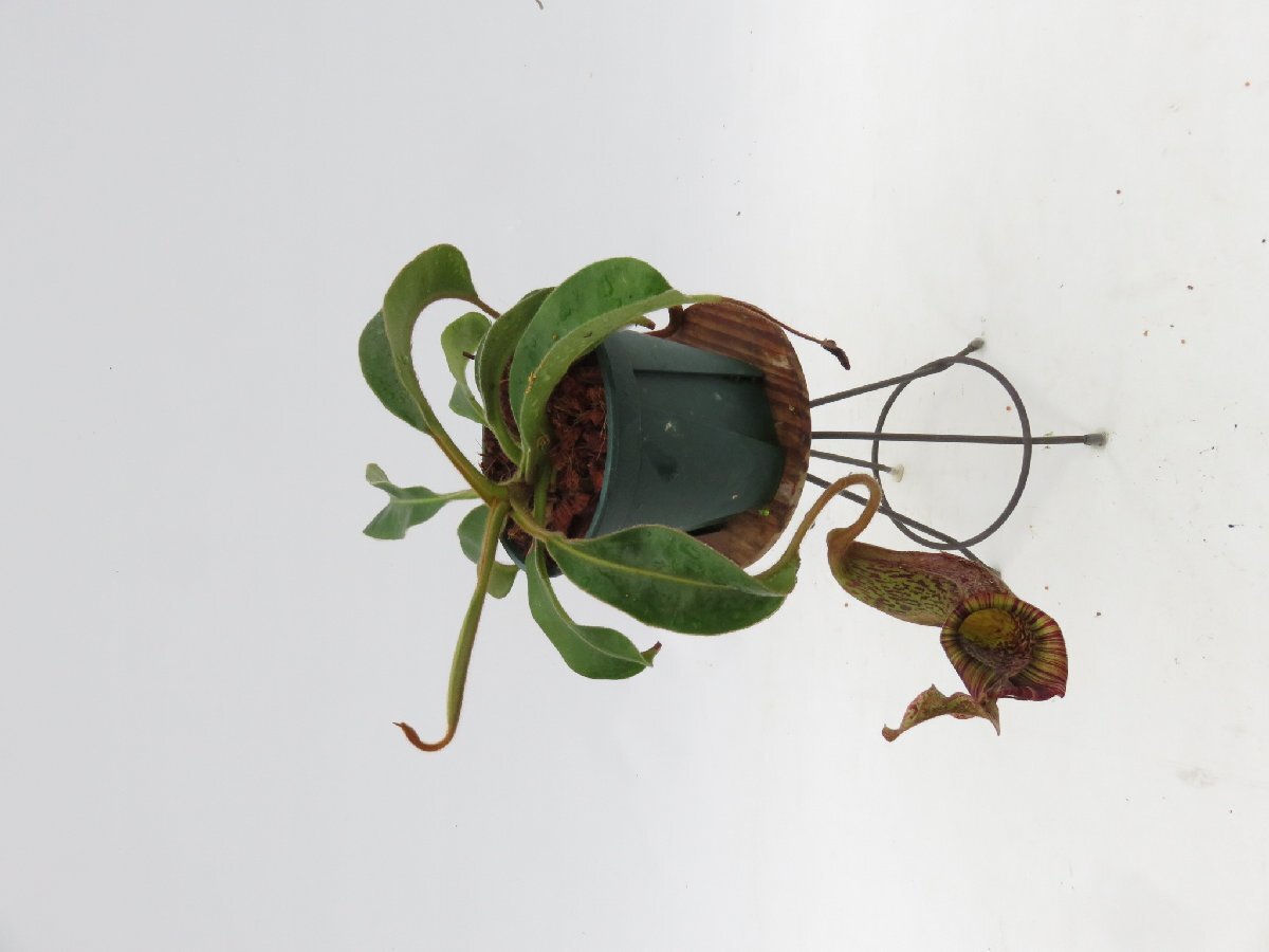 N.maxima × molis (hurrelliana ) Carnivrous And More 4号【現品限り】ネペンテス 食虫植物_14846_画像2