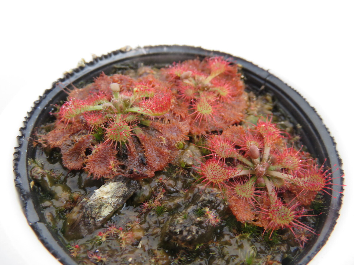 Drosera Spathulata Taiwan２号【複数株】丸鉢付き 人気品種！食虫植物　ドロセラ　スパスラタ_画像5