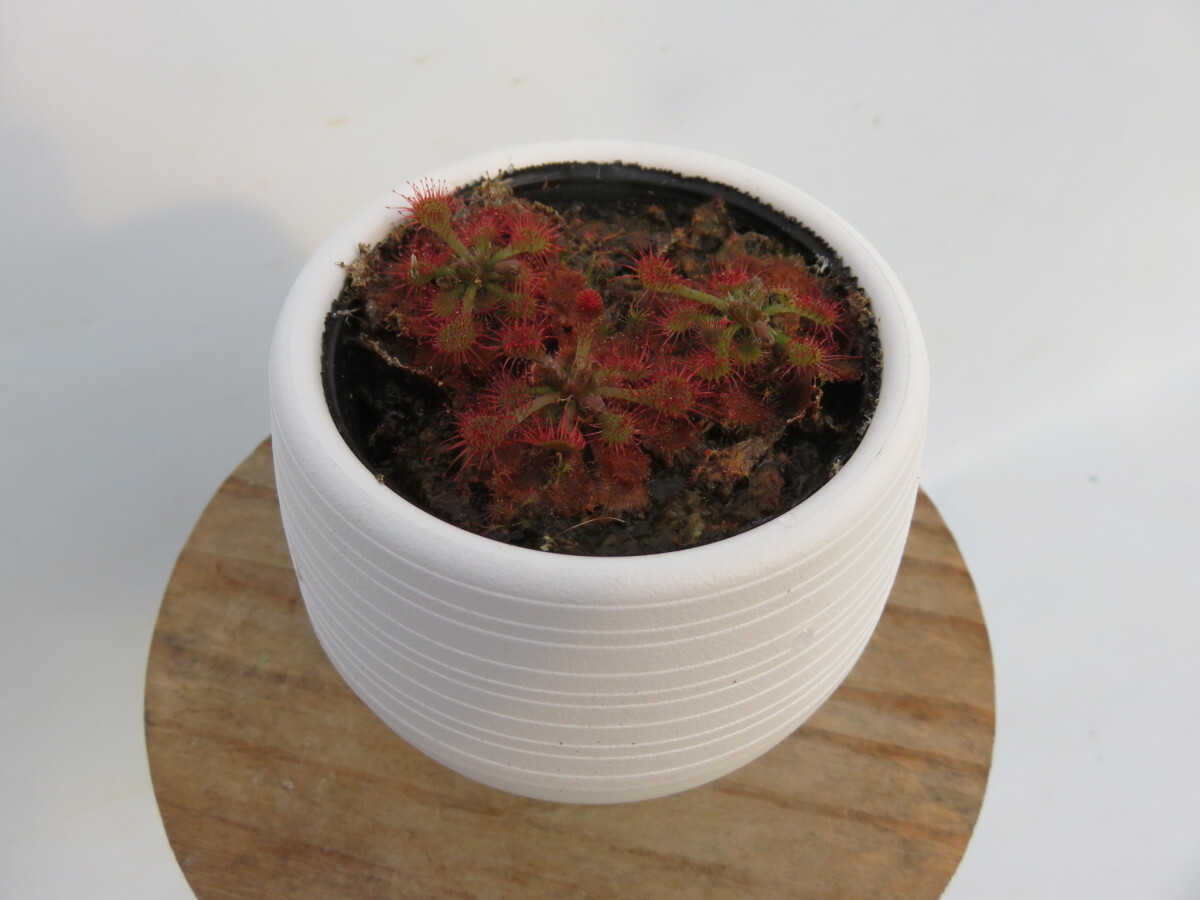 Drosera Spathulata Taiwan２号【複数株】丸鉢付き 人気品種！食虫植物 ドロセラ スパスラタの画像2