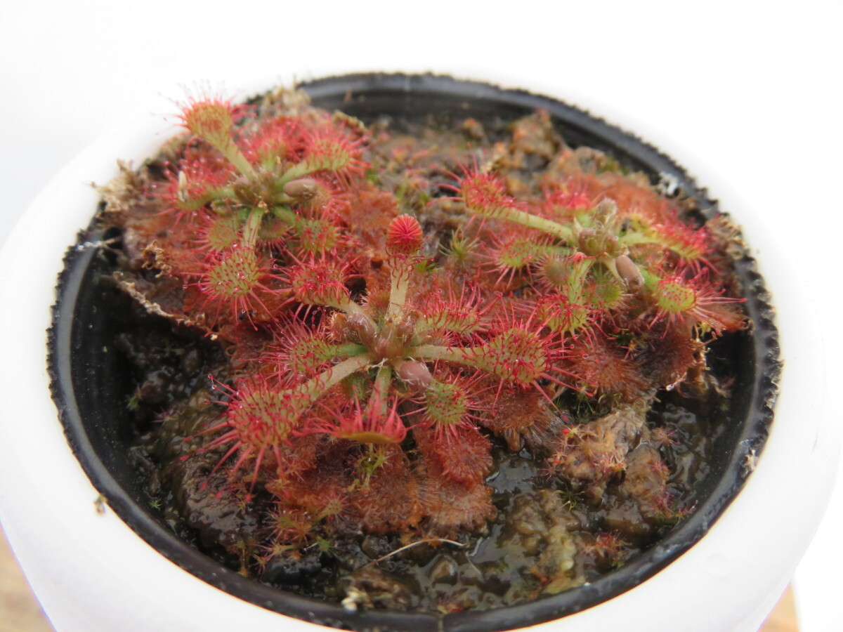 Drosera Spathulata Taiwan２号【複数株】丸鉢付き 人気品種！食虫植物 ドロセラ スパスラタの画像1