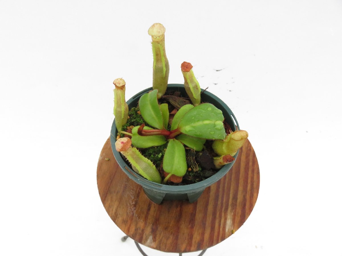 【期間限定＼ＧＷセール♪／】N.clipeata BE-4058 2.5号【現品限り】ネペンテス 食虫植物_14856_画像5