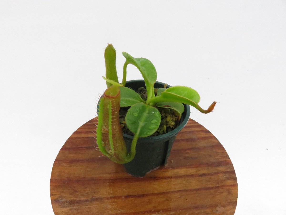 【期間限定＼ＧＷセール♪／】N.truncata (e )red × red× N.edwardsiana Tambuyukon #14 2号【現品限り】ネペンテス 食虫植物_14894_画像2