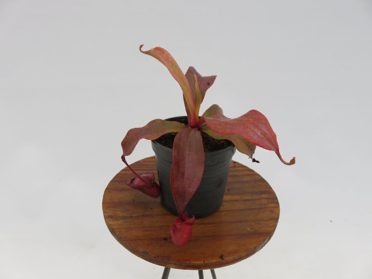 【期間限定＼ＧＷセール♪／】N.viking × ampullaria Thai 2号【現品限り】ネペンテス 食虫植物_14902_画像4