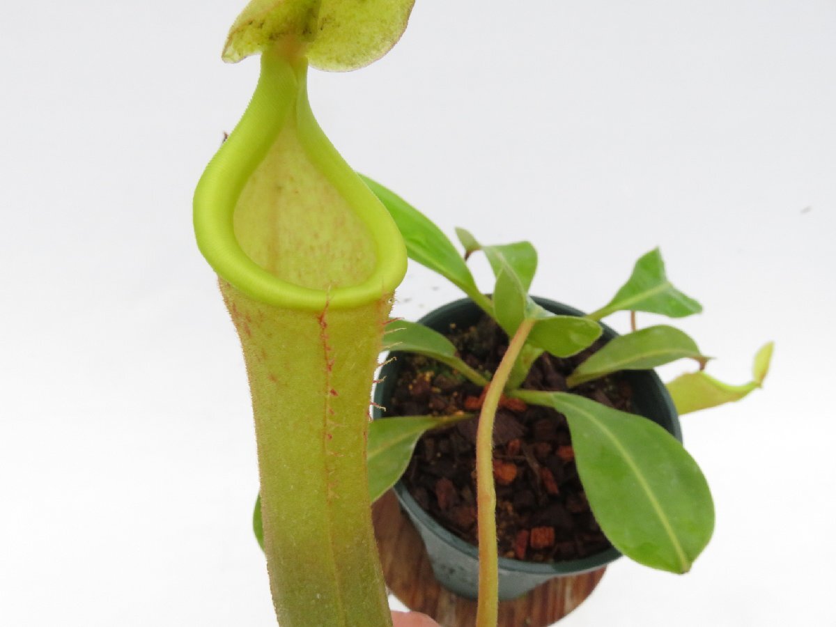 【期間限定＼ＧＷセール♪／】N.chaniana × Briggsiana Individual seedling clone WISTUBA 4号【現品限り】ネペンテス 食虫植物_14845_画像1