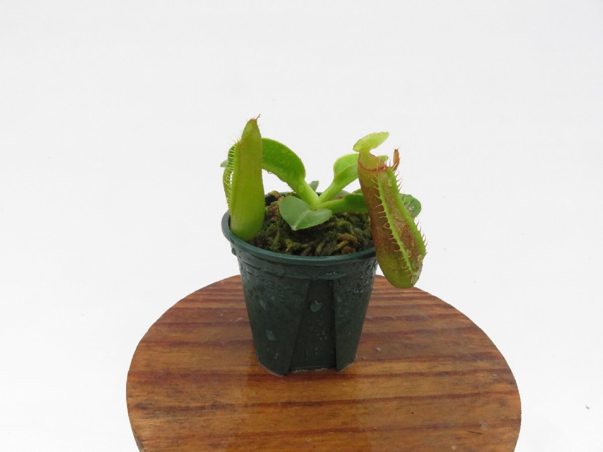 【期間限定＼ＧＷセール♪／】N.truncata (e )red × red× N.edwardsiana Tambuyukon #14 2号【現品限り】ネペンテス 食虫植物_14894_画像4