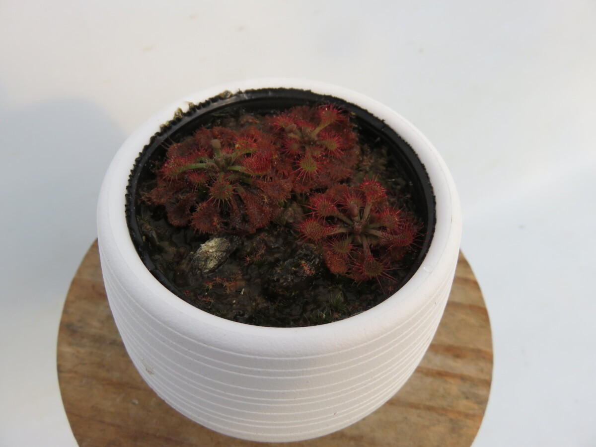 Drosera Spathulata Taiwan２号【複数株】丸鉢付き 人気品種！食虫植物　ドロセラ　スパスラタ_画像4