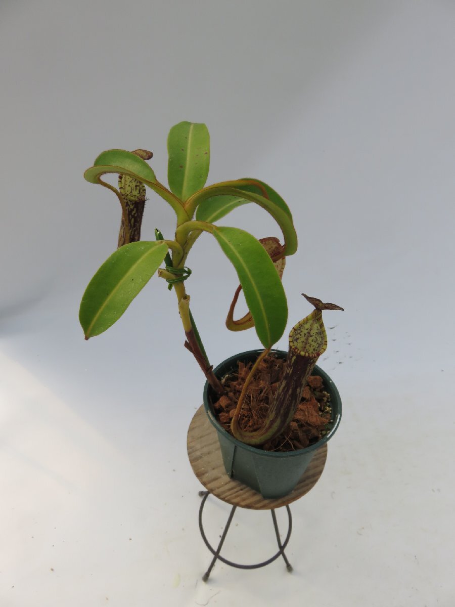 N.stenophylla YN-6 3.5号【現品限り】ネペンテス 食虫植物_14931_画像4