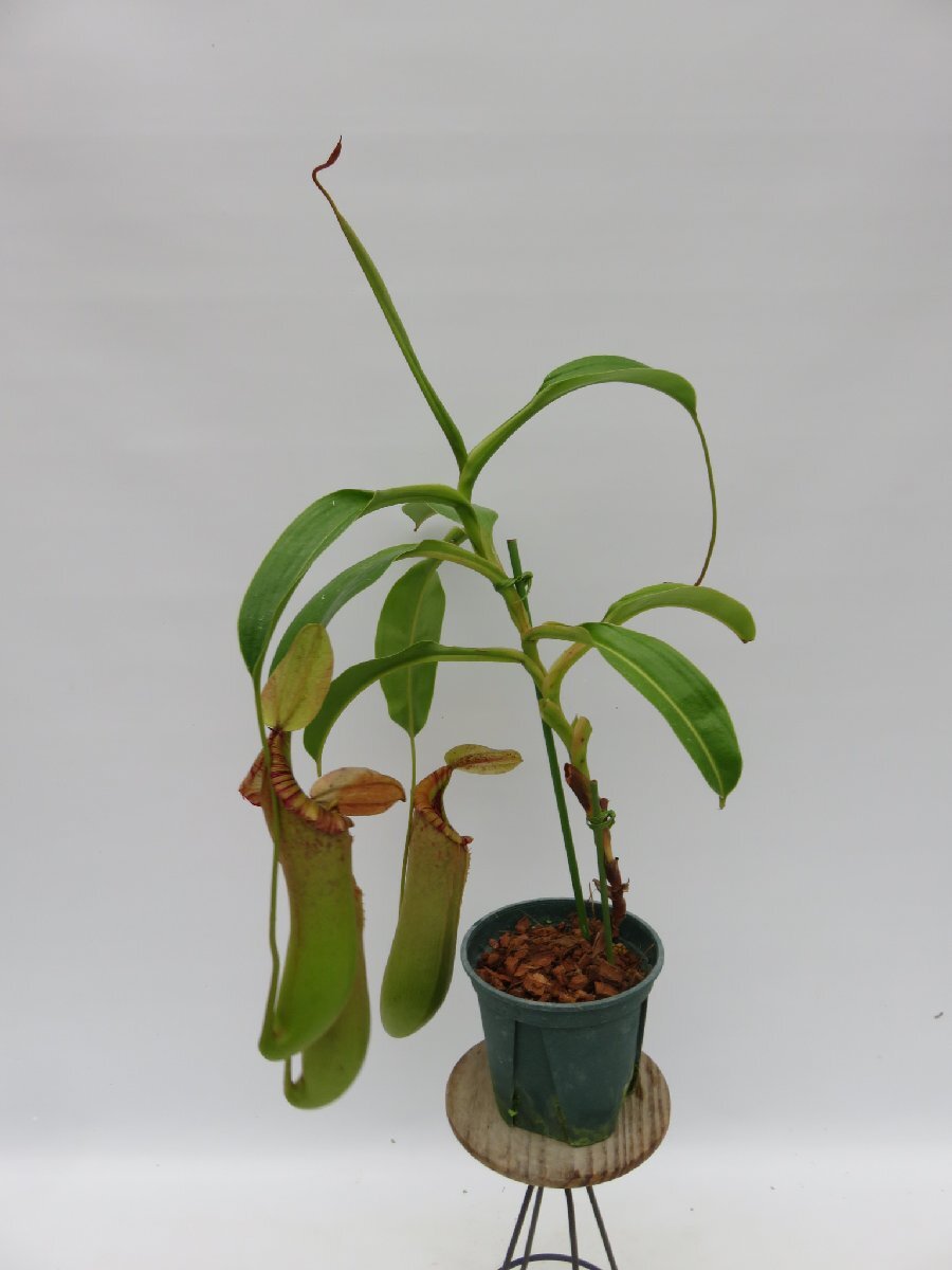 【期間限定＼ＧＷセール♪／】N.truncata × insiginis EPH-1-33-1 4号【現品限り】ネペンテス 食虫植物_14803_画像2