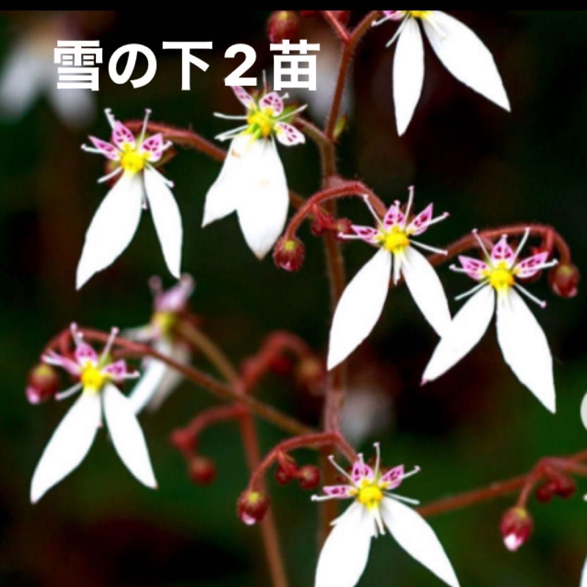 多肉植物詰め合わせ　カット苗　25種類　七福神　プラス韓国苗　雪の下おまけetc