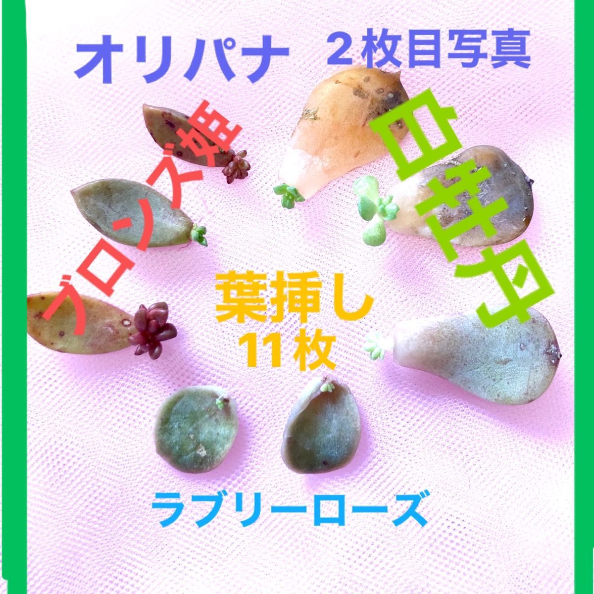 葉挿し　11枚　ラブリーローズ2枚　白牡丹3枚　　オリパナ3枚　ブロンズ姫3枚