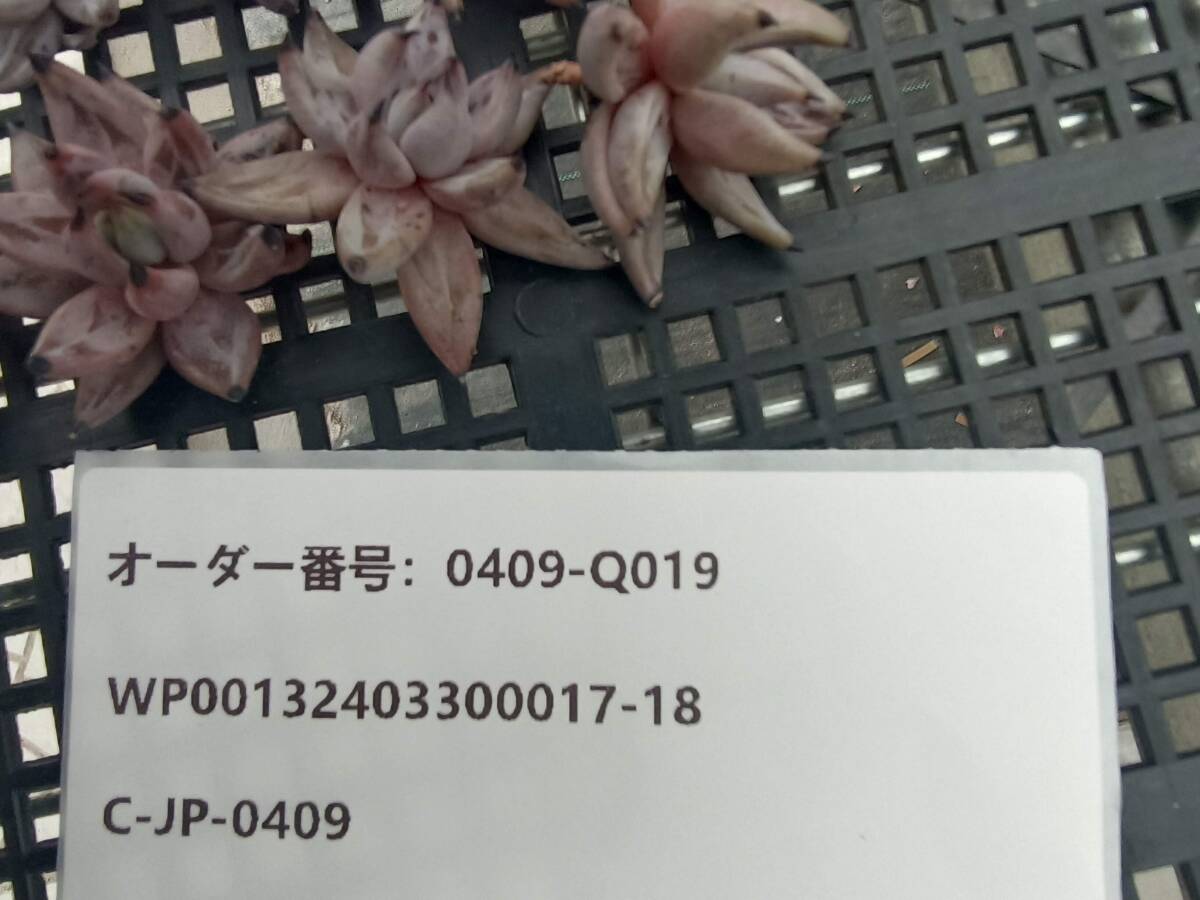 0409-Q019 アンギキュラータ16個 多肉植物 韓国 エケベリア_画像3