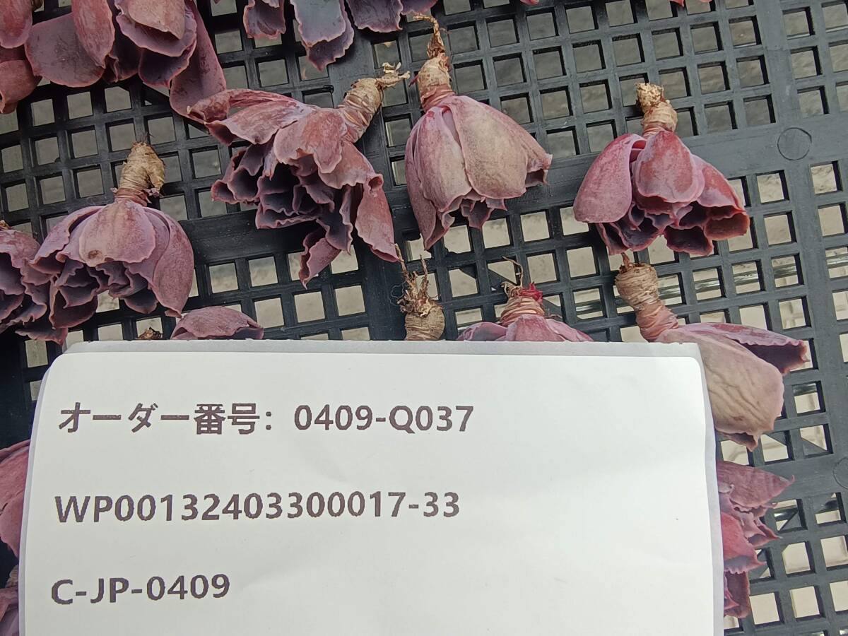 0409-Q037 ネオンブレイカー30個 多肉植物 韓国 エケベリア_画像3