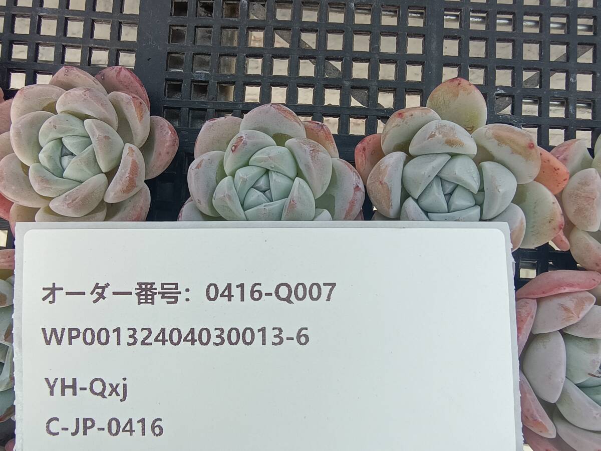 0416-Q007 グリーンライスボウル15個 多肉植物 韓国 エケベリアの画像3