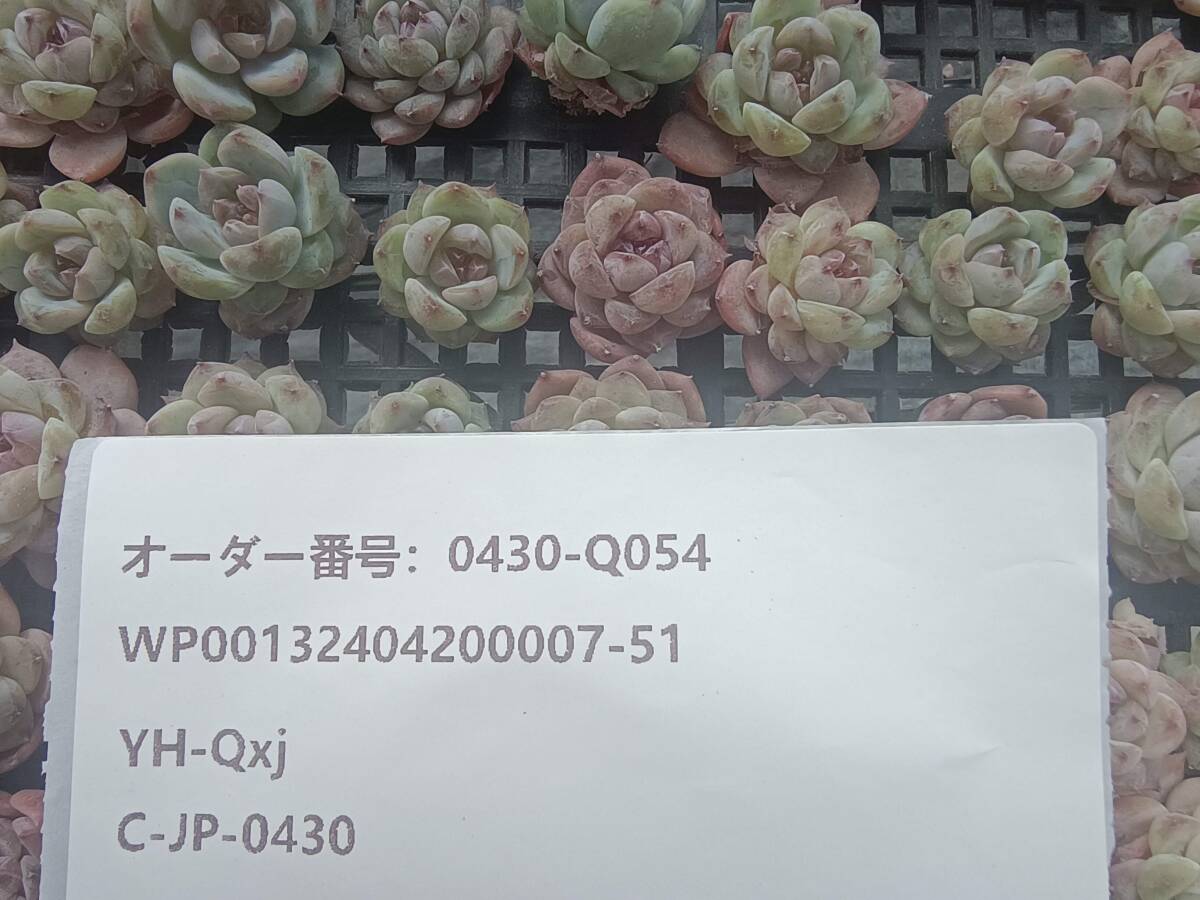 0430-Q054 アイススピリット100個 多肉植物 韓国 エケベリアの画像3