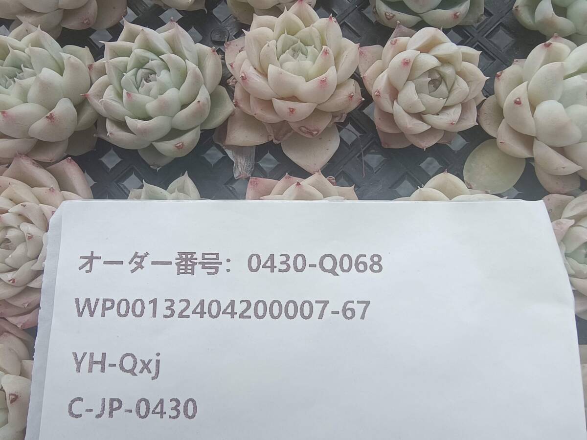 0430-Q068 ホワイトクイーン100個 多肉植物 韓国 エケベリアの画像3