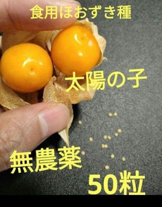 食用ほおずき種　太陽の子　種　　ほおずき種　50粒　早い者勝ち　お買い得